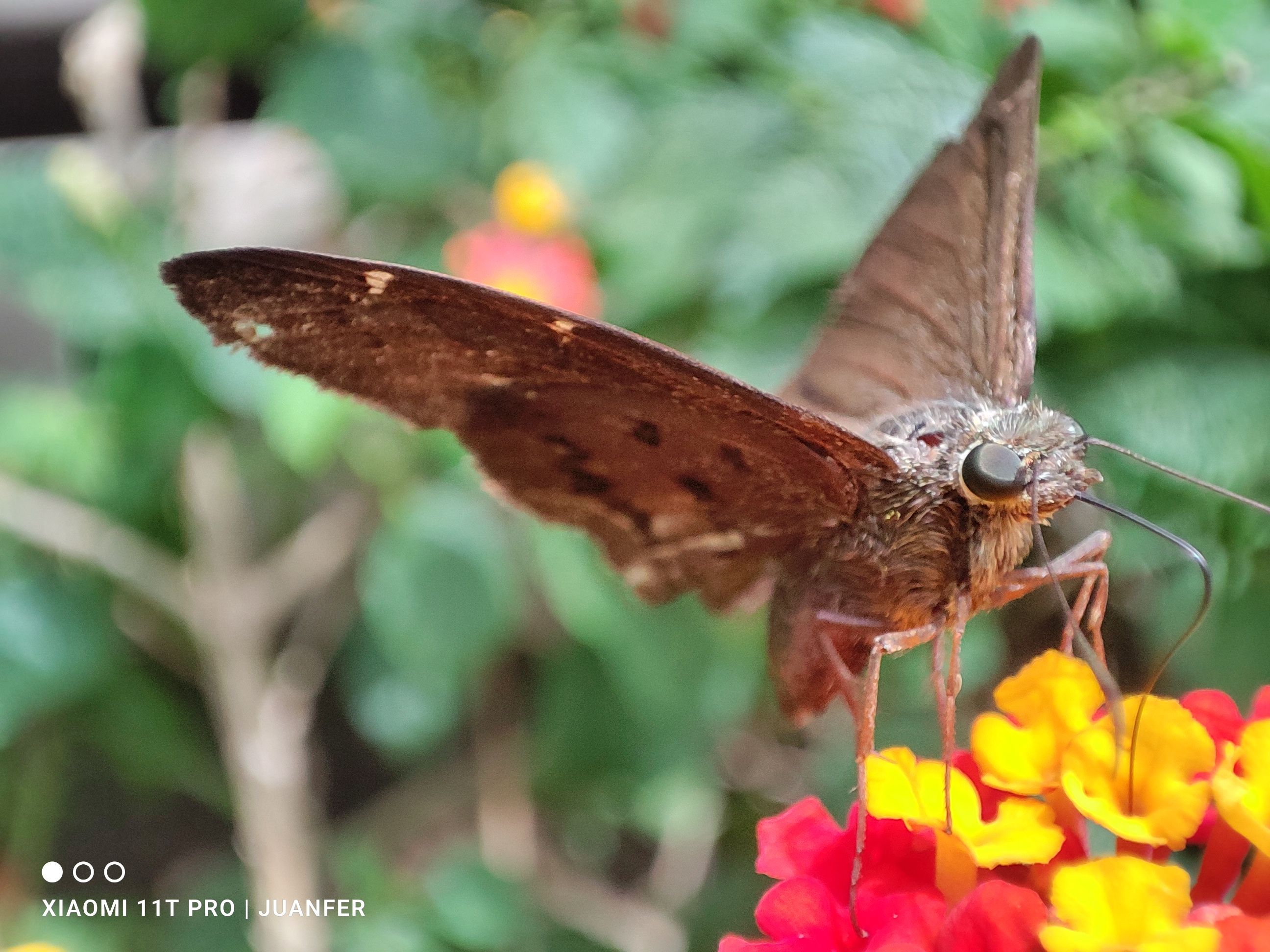 Mariposa libando néctar